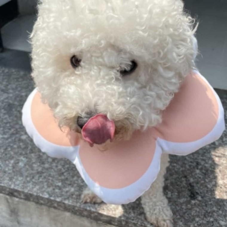 꽃 쿠션넥카라 핑크 L 강아지넥카라 애견넥카라 강아지카라