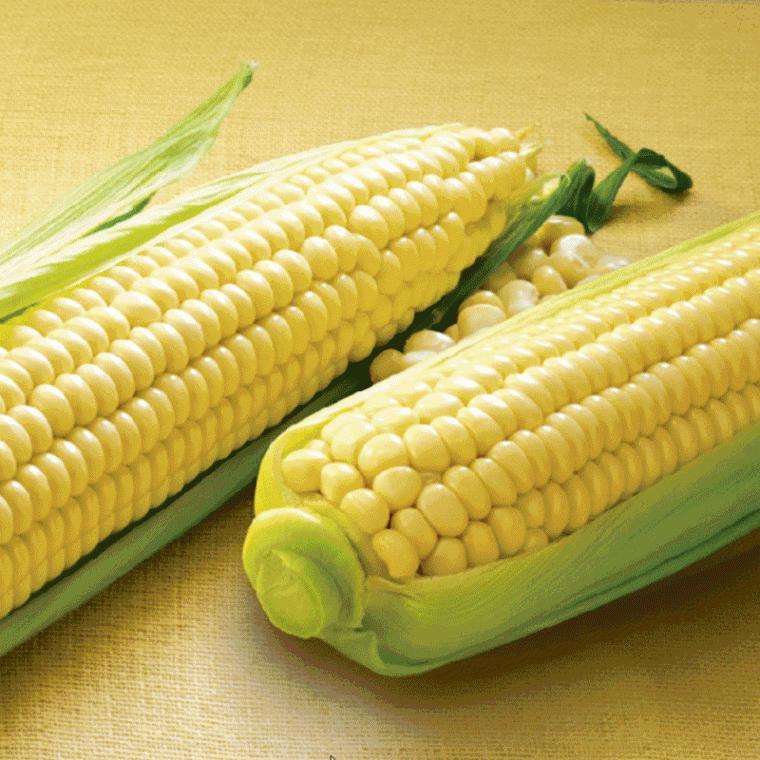 찰 옥수수 강원도 정선 특품 백화점 납품분 17cm 15입 corn