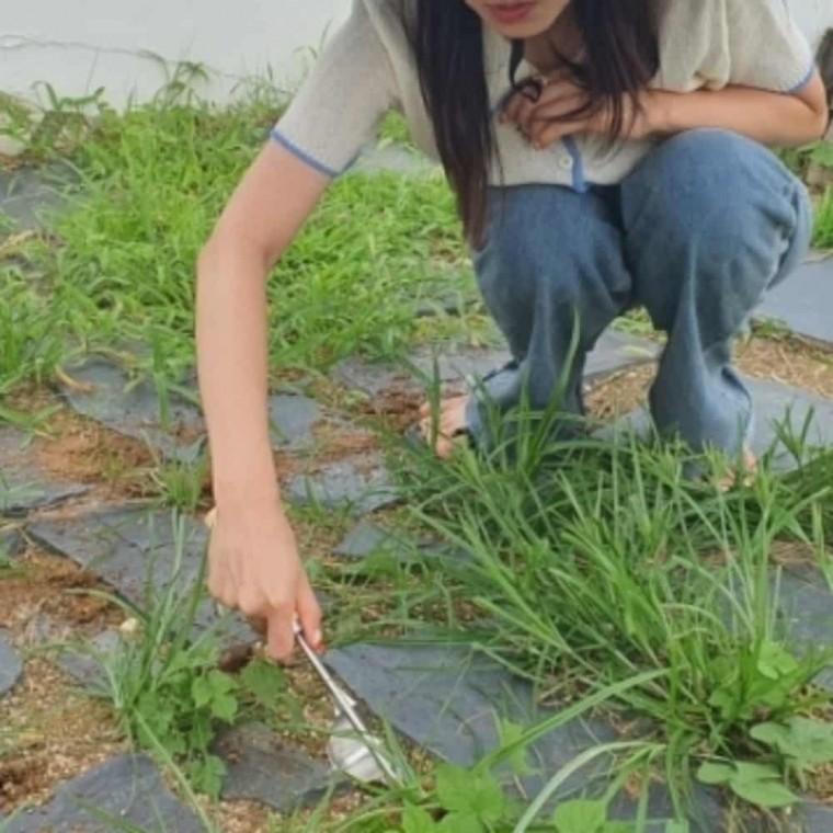 잡초제거 호미 풀호미 텃밭농기구 정원용품 조경공구 원예공구