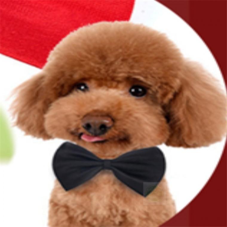강아지 넥타이 펫용품 강아지코스튬