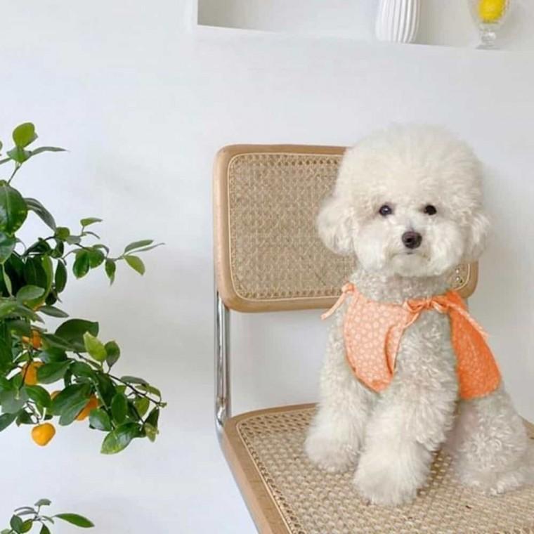 강아지 옷 원피스 강아지드레스 애견나시 소형견여름옷