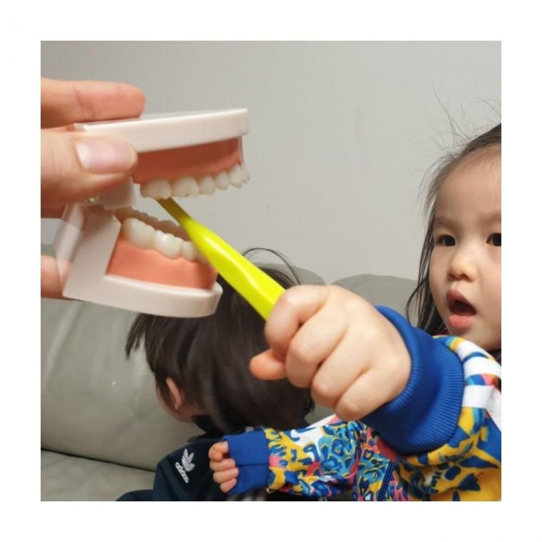 루미나D 치아모형 교육용 어린이 실내놀이 가정용 일상용 생활용품 만들기