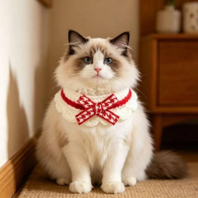반려동물 리본니트 케이프 고양이 넥워머 목걸이