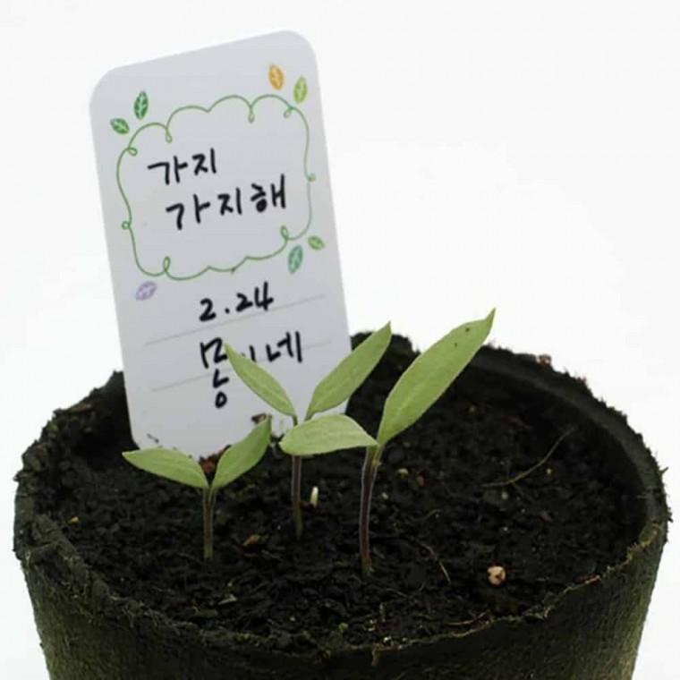 가지 모종키우기 모종화분 미니텃밭 학교텃밭